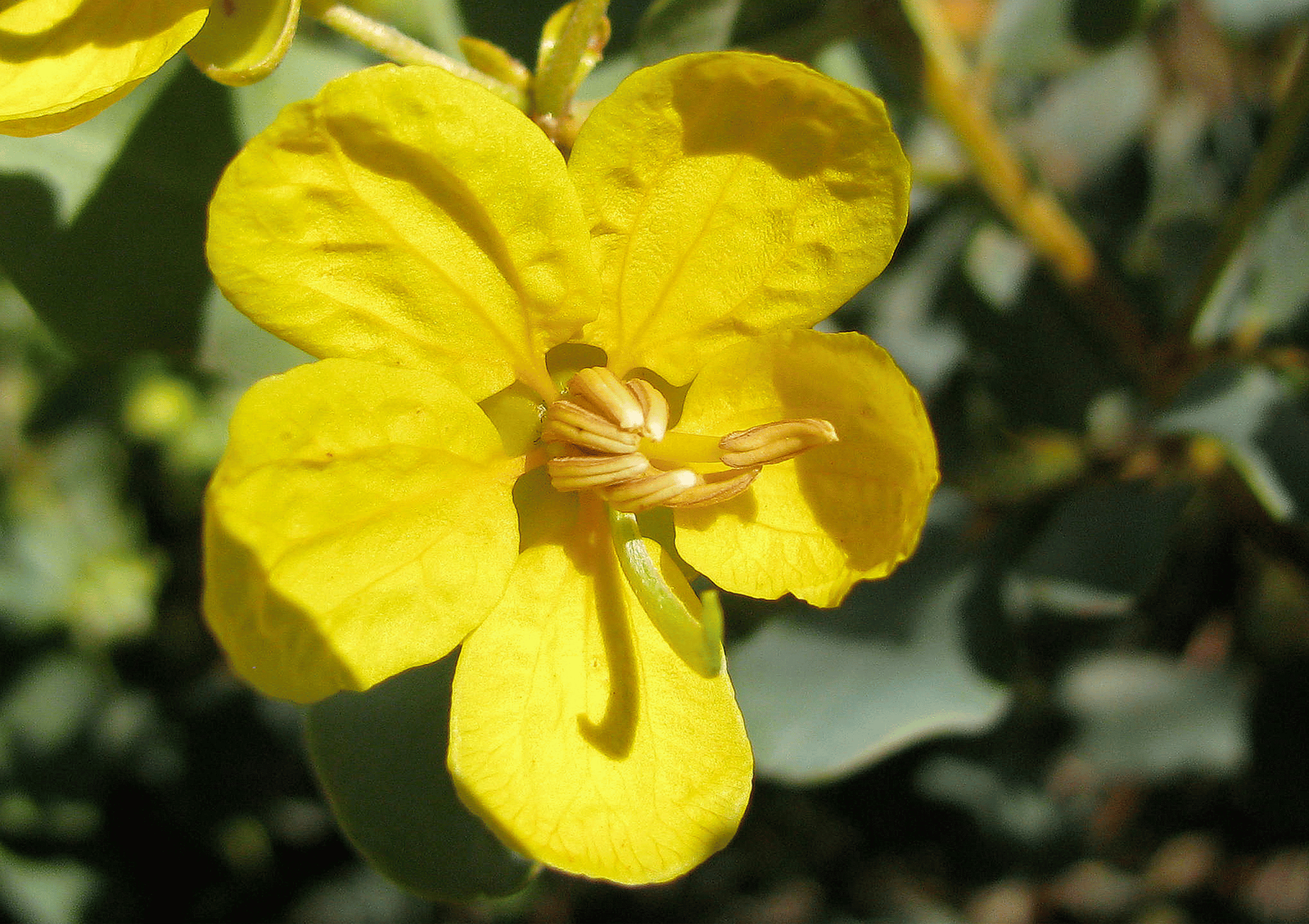 Om's Australian Flower Essences